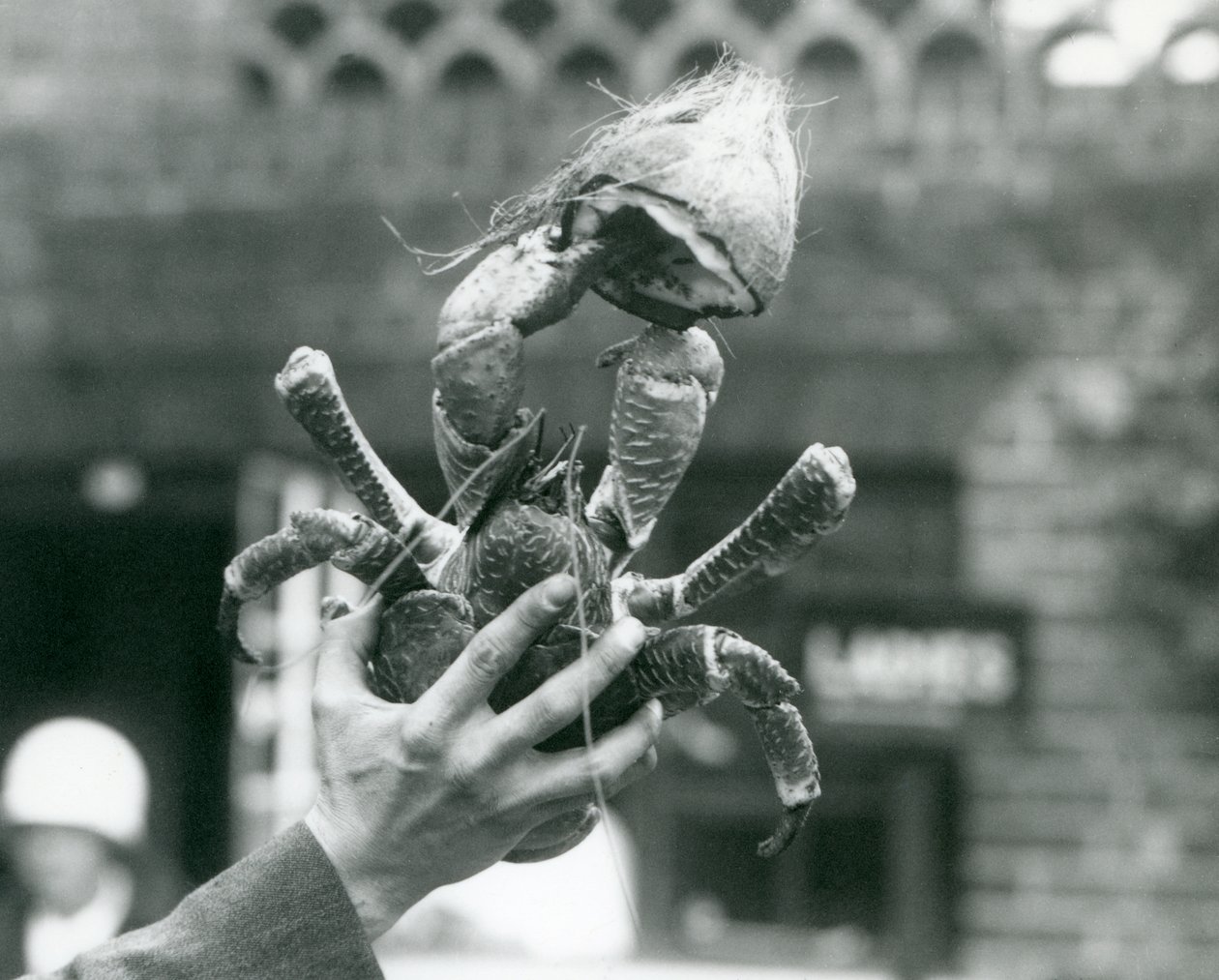 En røverkokosnøttkrabbe, som holder en halv kokosnøtt, holdt oppe av en keeper i London Zoo i 1927 av Frederick William Bond