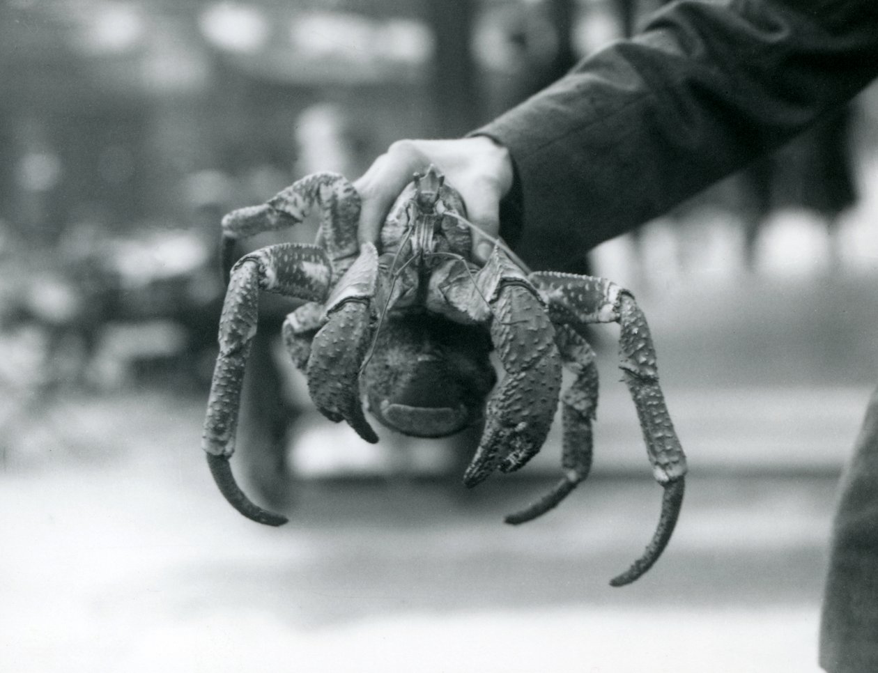 En røverkrabbe, eller kokosnøttkrabbe som holdes oppe av en keeper i London Zoo, juli 1927 av Frederick William Bond