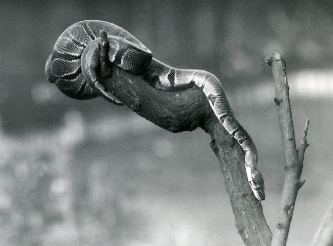 En Royal Ball Python på vei nedover en gren i London Zoo i oktober 1925 av Frederick William Bond
