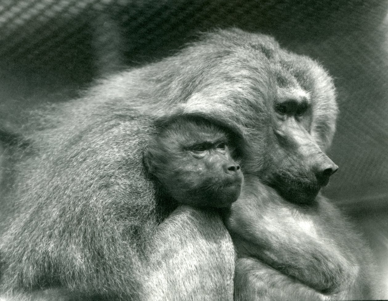 En hellig bavian med ungene sine i London Zoo, juli 1924 av Frederick William Bond