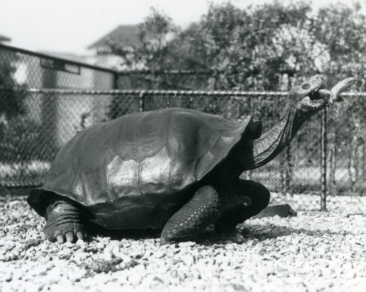 En Saddleback, Galapagos-skilpadde som mates med en banan på en pinne (s/hv-bilde) av Frederick William Bond
