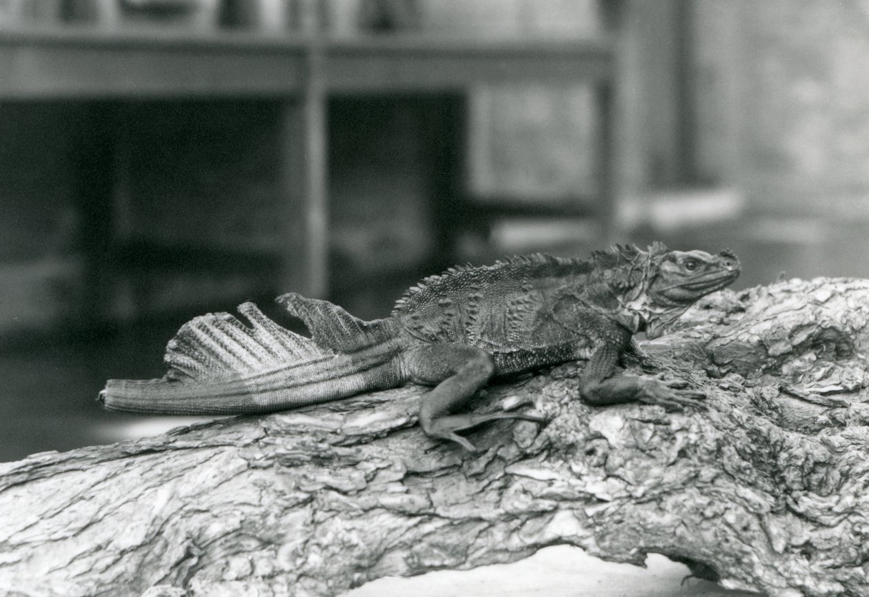 En Sailfin Lizard, med skadet hale, hviler på en tømmerstokk i London Zoo i 1928 (s/hv-bilde) av Frederick William Bond