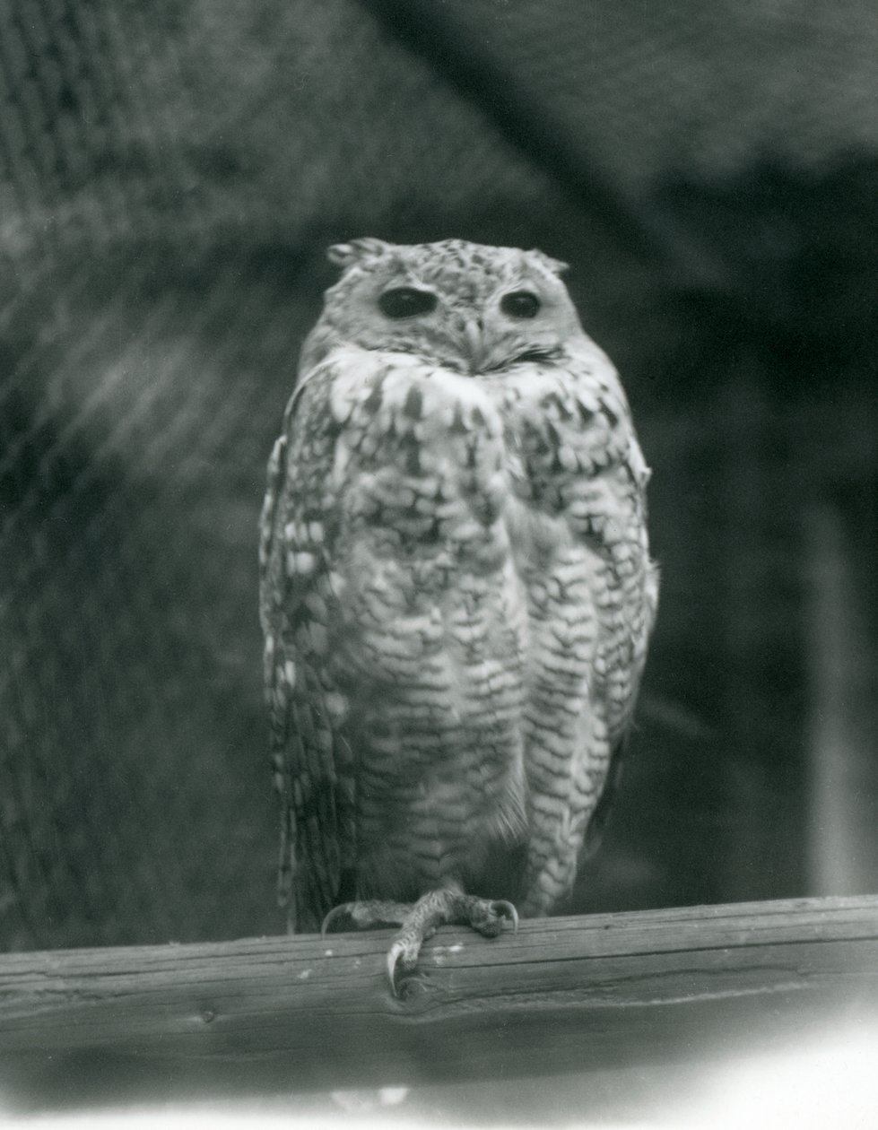 En Savingys Pharaoh Eagle-owl hviler på en gren i London Zoo, september 1925 av Frederick William Bond