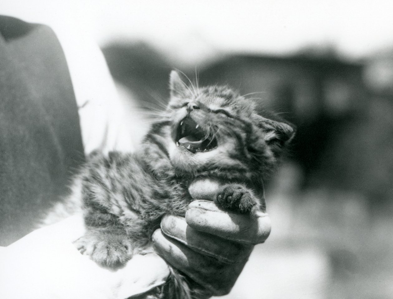 En skotsk villkatt-kattunge holdt i hendene på sin keeper, London Zoo av Frederick William Bond