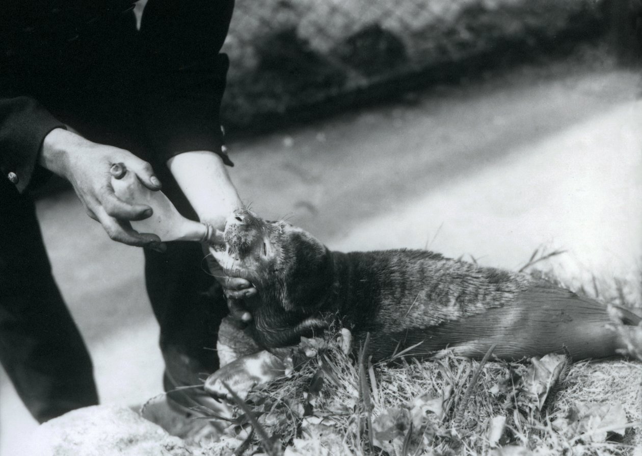 En selunge blir matet på flaske av sin keeper, London Zoo, august 1925 av Frederick William Bond