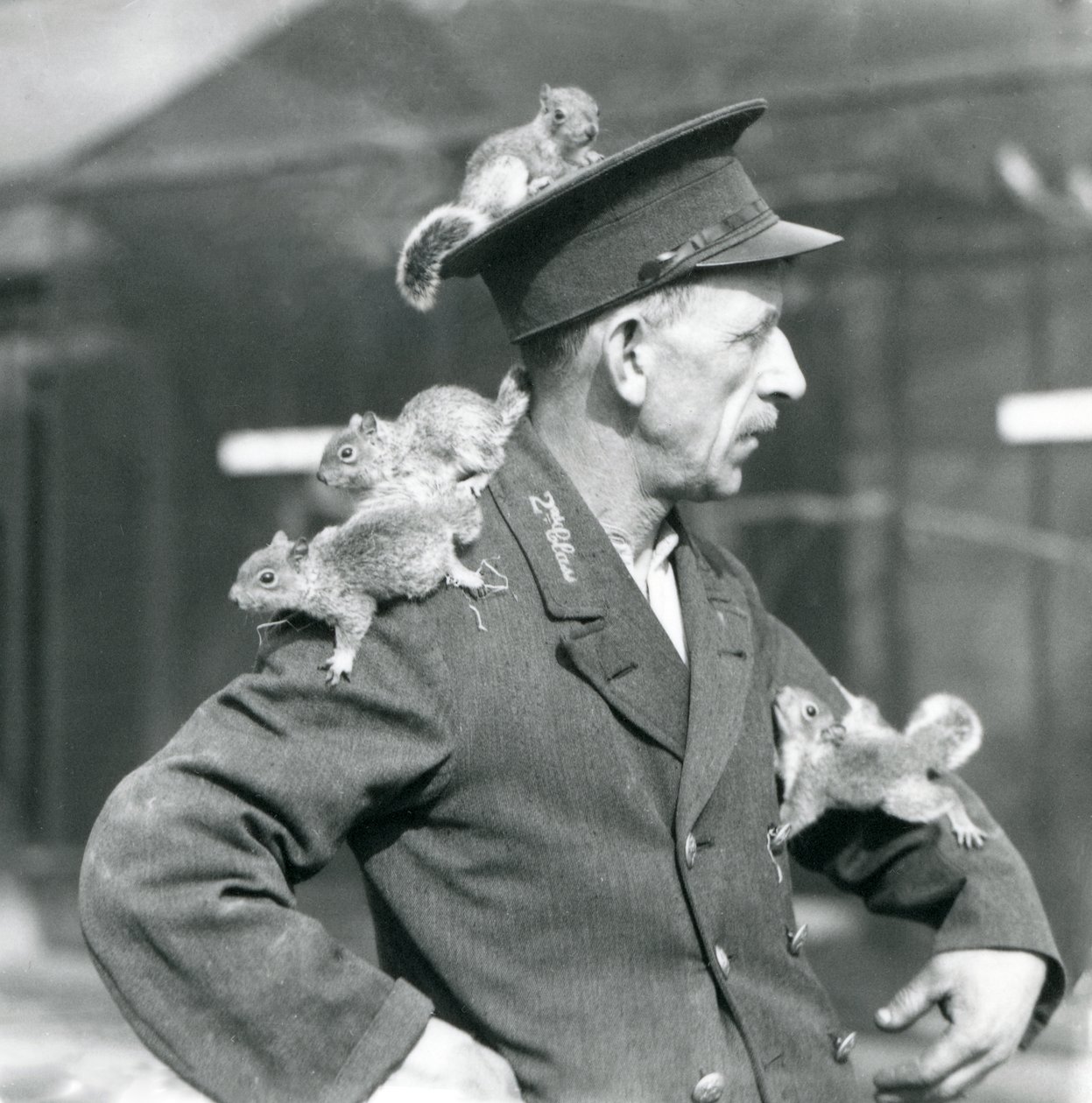 En annenklasses keeper med fire unge gråekorn som klatrer på uniformsluen og jakken hans, London Zoo av Frederick William Bond