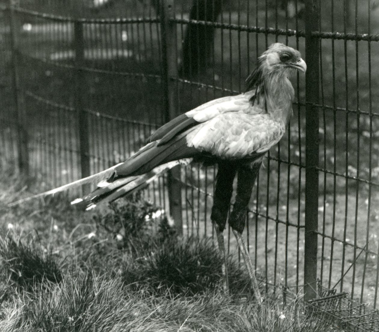 En sekretærfugl i London Zoo i september 1923 av Frederick William Bond