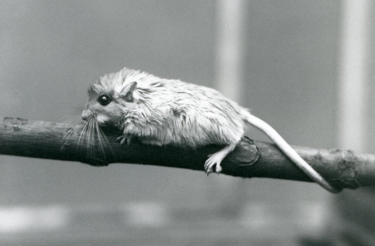 En Shaws Jird klatrer langs en gren ved London Zoo i 1927. av Frederick William Bond
