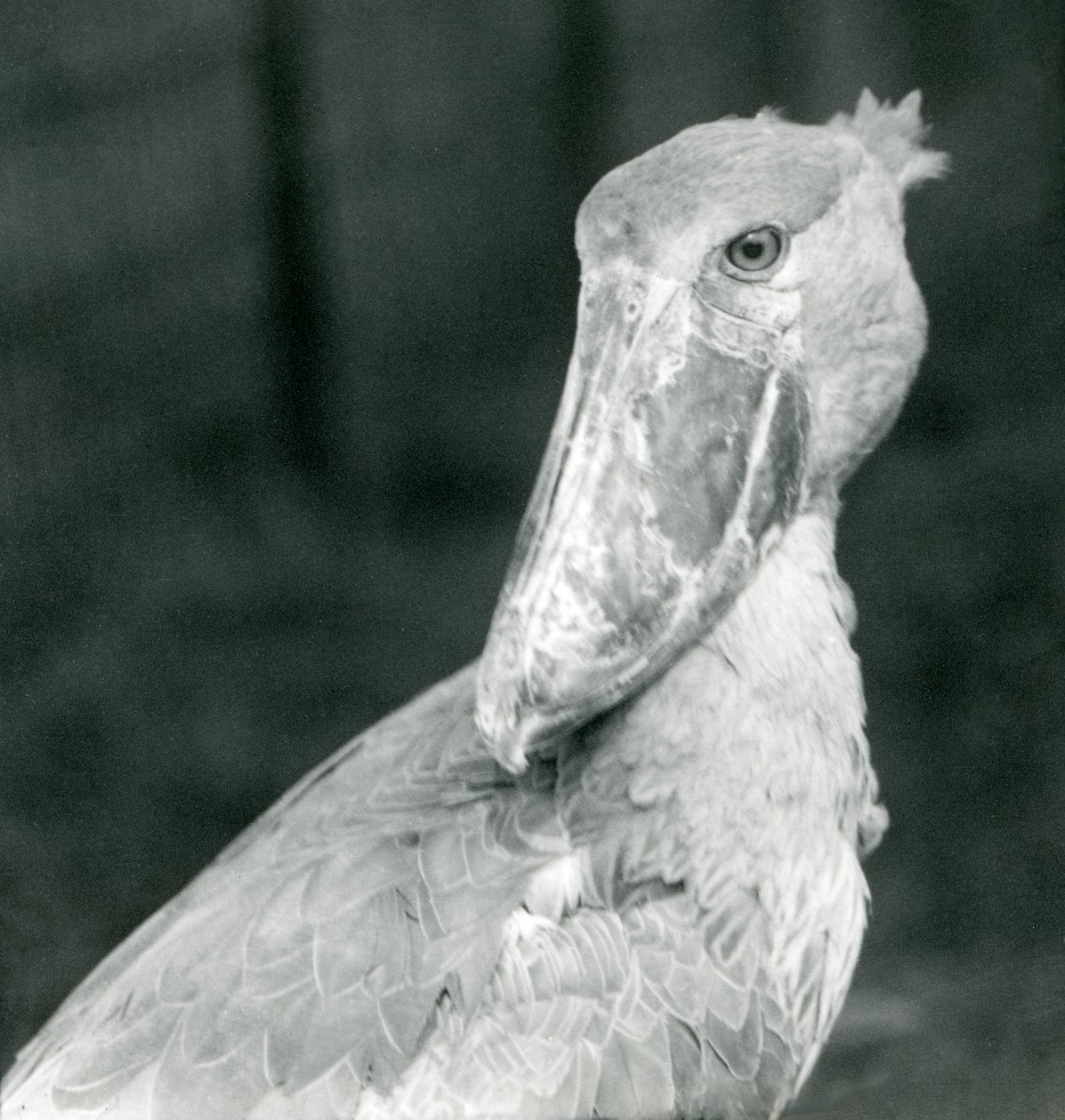 A Shoe-billed Stork, London Zoo, juli 1926 av Frederick William Bond