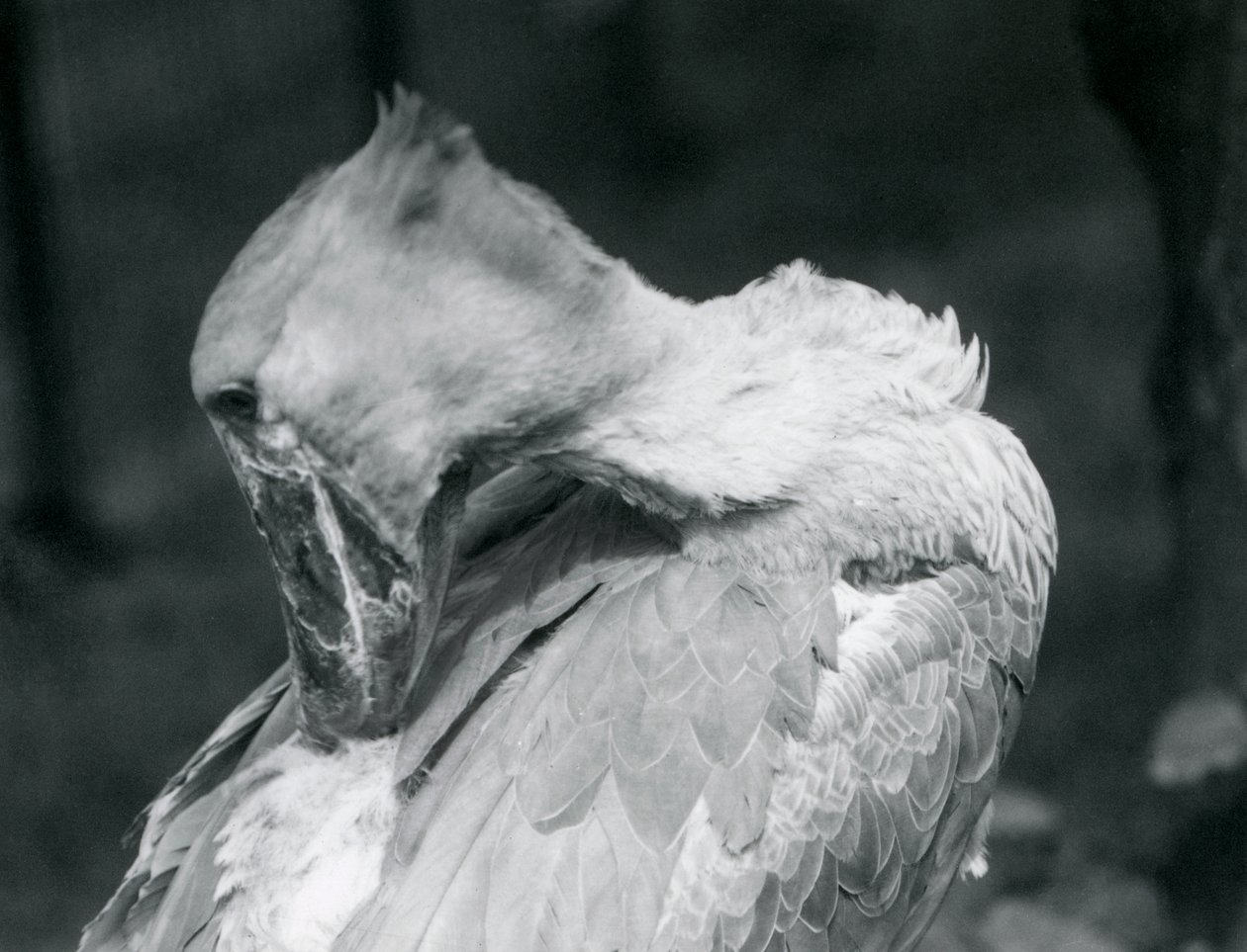 En skonebb som pusser fjærene i London Zoo i 1926 av Frederick William Bond