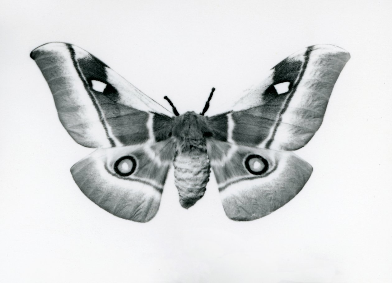 En Silkmoth, Bunaea caffraria, i London Zoo, før 1930 av Frederick William Bond