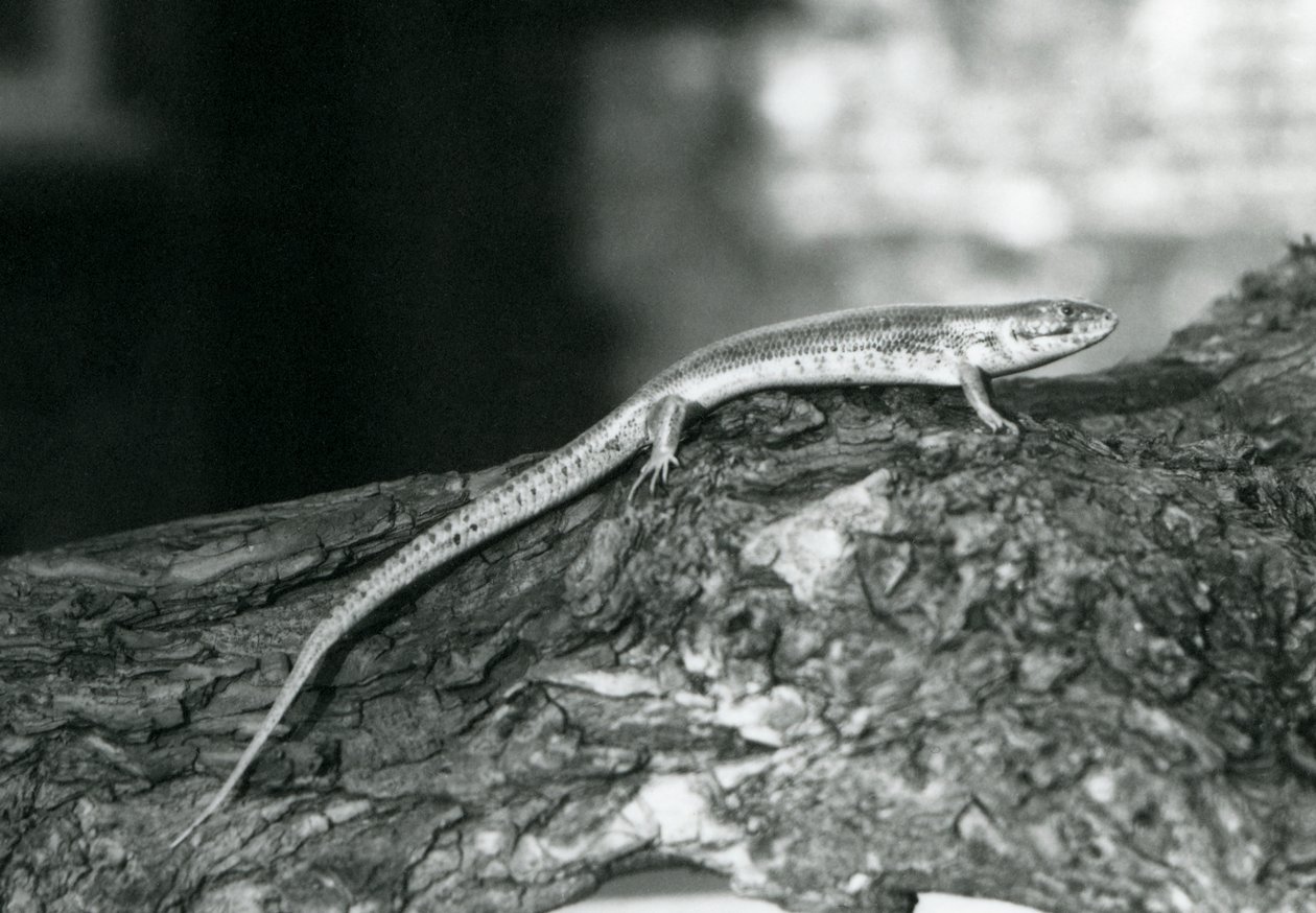 En Skink hviler på en tømmerstokk i London Zoo i 1929 (s/hv-bilde) av Frederick William Bond
