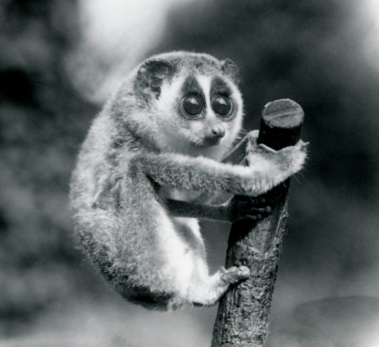 En slank Loris som holder fast i enden av en gren, London Zoo, august 1926 av Frederick William Bond