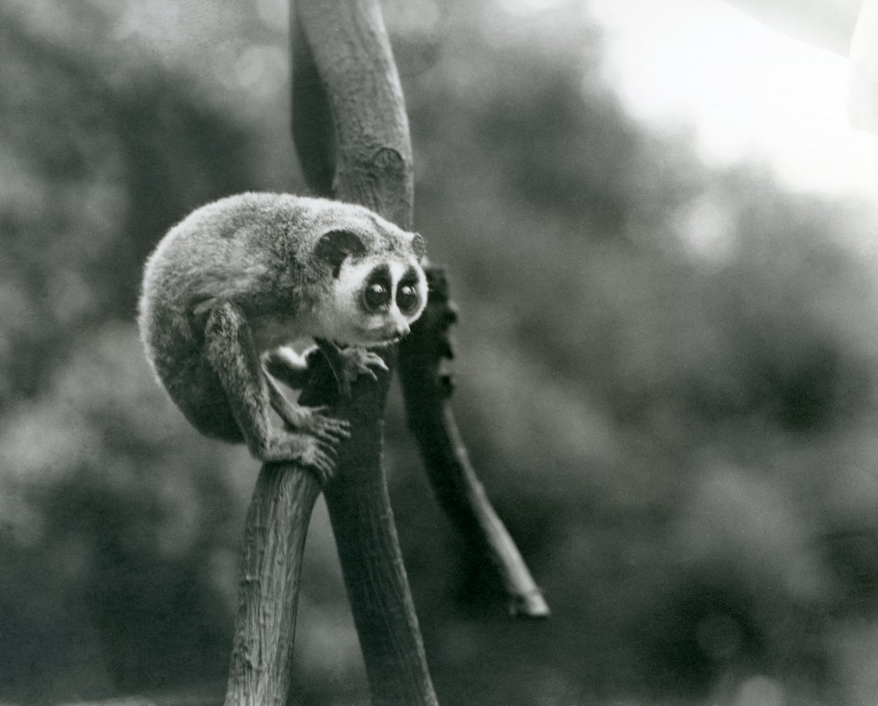 En slank Loris som ser ned fra en gren, London Zoo, august 1926 av Frederick William Bond