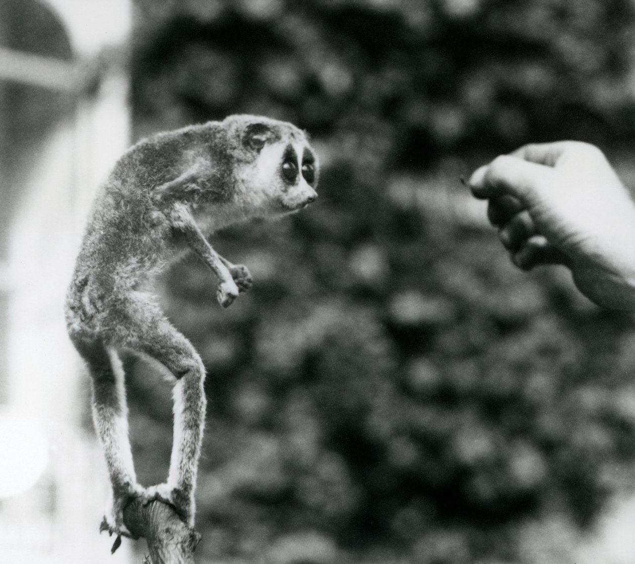 En slank Loris står oppreist på en gren og ser på en keeperhånd mens den blir tilbudt en melorm, London Zoo, august 1926 av Frederick William Bond