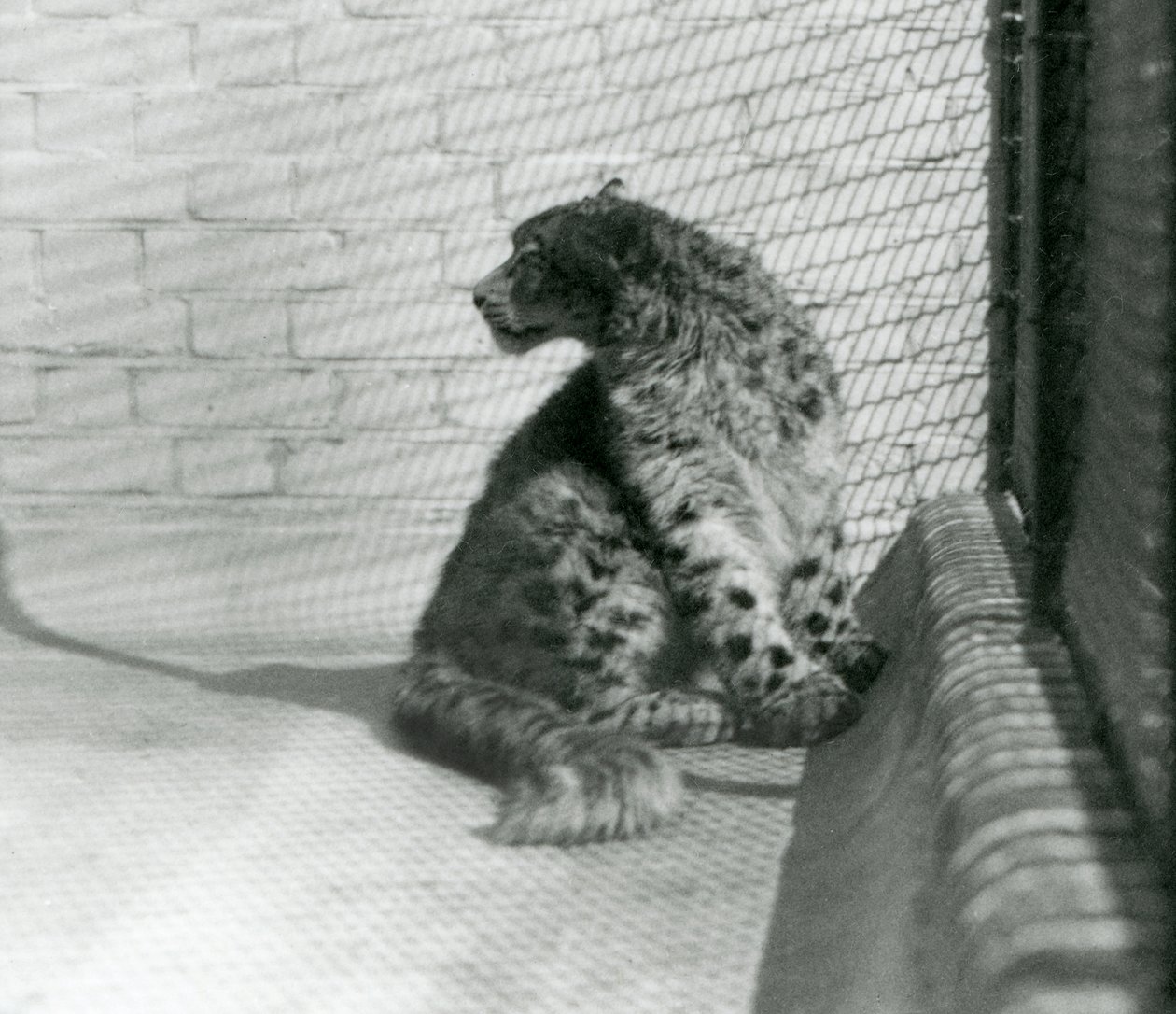 En Snow Leopard sitter på gulvet, London Zoo av Frederick William Bond
