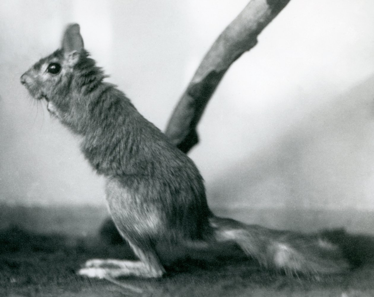 En sørafrikansk SpringhareCape Jumping Hare sitter ved en gren i innhegningen, London Zoo, desember 1925 av Frederick William Bond