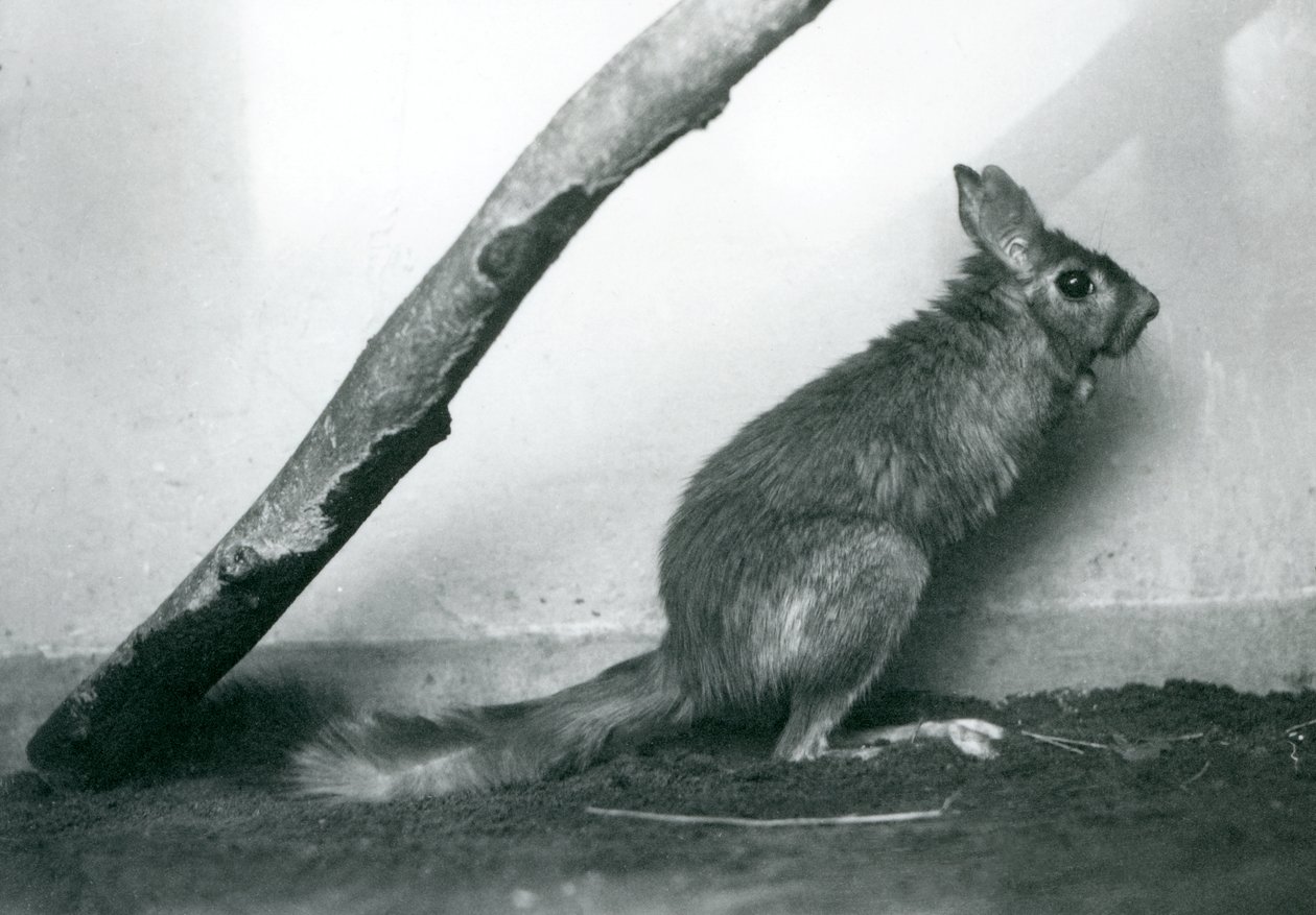 En sørafrikansk SpringhareCape Jumping Hare sitter under en gren i innhegningen, London Zoo, desember 1925 av Frederick William Bond