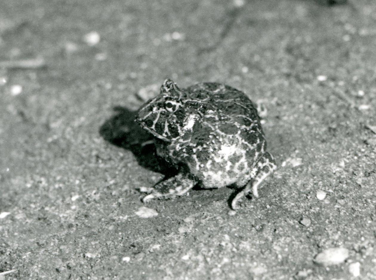 A South American Horned Frog, London Zoo, desember 1925 av Frederick William Bond