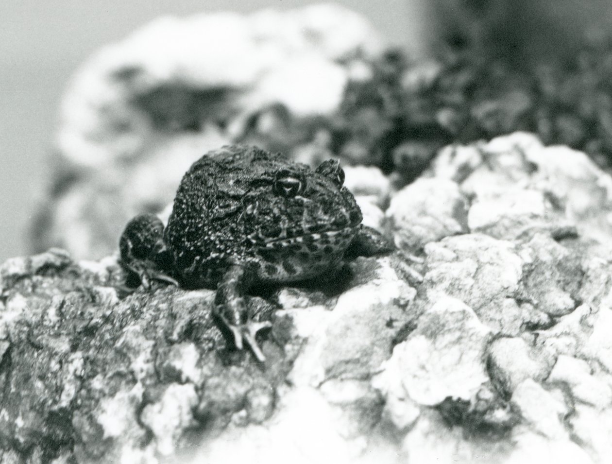 En søramerikansk hornfrosk som sitter på en stein og viser sin defensive positur, London Zoo, august 1928 (s/hv-bilde) av Frederick William Bond