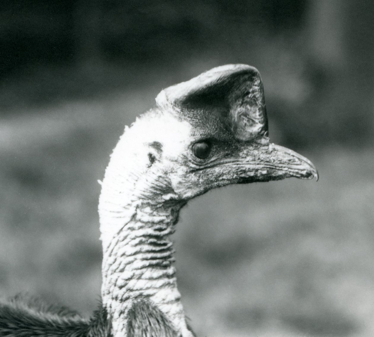 En sørlig kasuar ved London Zoo, juni 1925 av Frederick William Bond