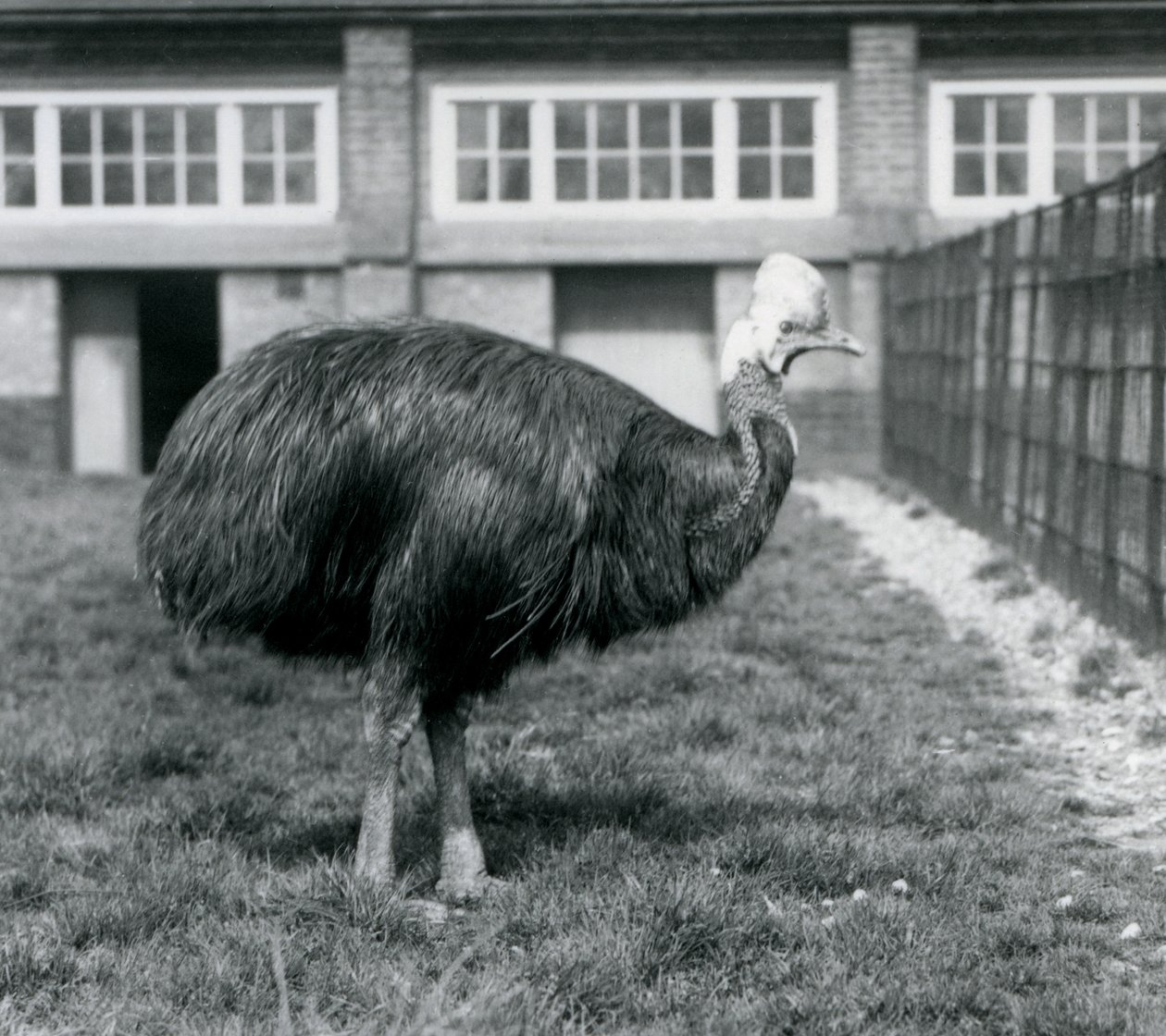 En sørlig kasuar ved London Zoo i juni 1925 av Frederick William Bond