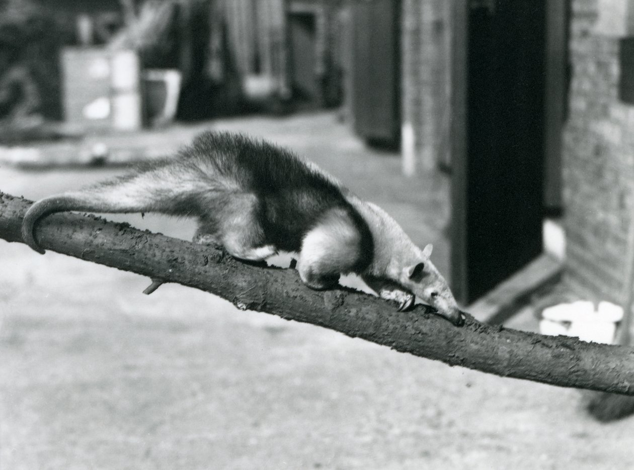 En Southern Tamandua / Collared anteater / Lesser anteater, går langs en gren i London Zoo av Frederick William Bond