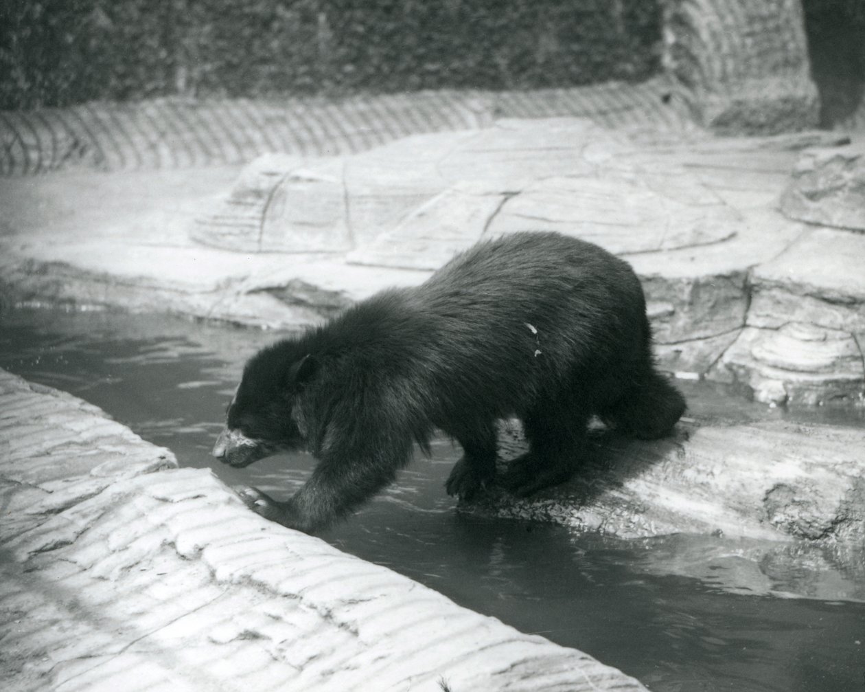 En brillebjørn eller Andesbjørn krysser en bekk innenfor innhegningen i London Zoo, juli 1925 av Frederick William Bond