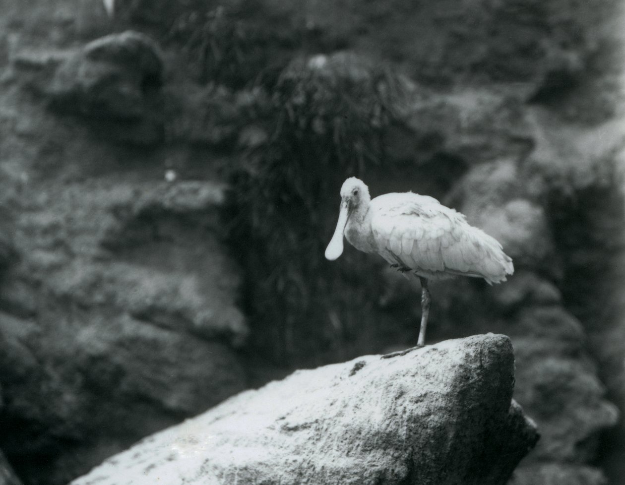 En skjestork står på en stein i London Zoo i september 1927 av Frederick William Bond