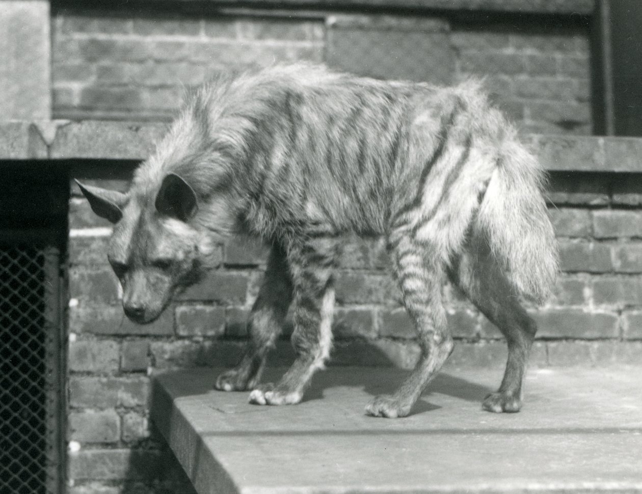 En stripete hyaena stående på en plattform i innhegningen i London Zoo, juni 1925 av Frederick William Bond