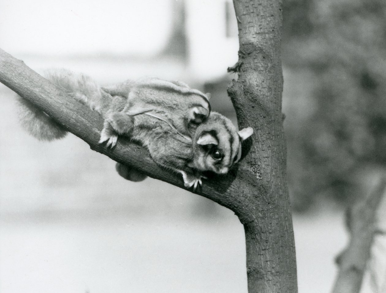 En Sugar Glider på en gren med babyen på ryggen, London Zoo av Frederick William Bond