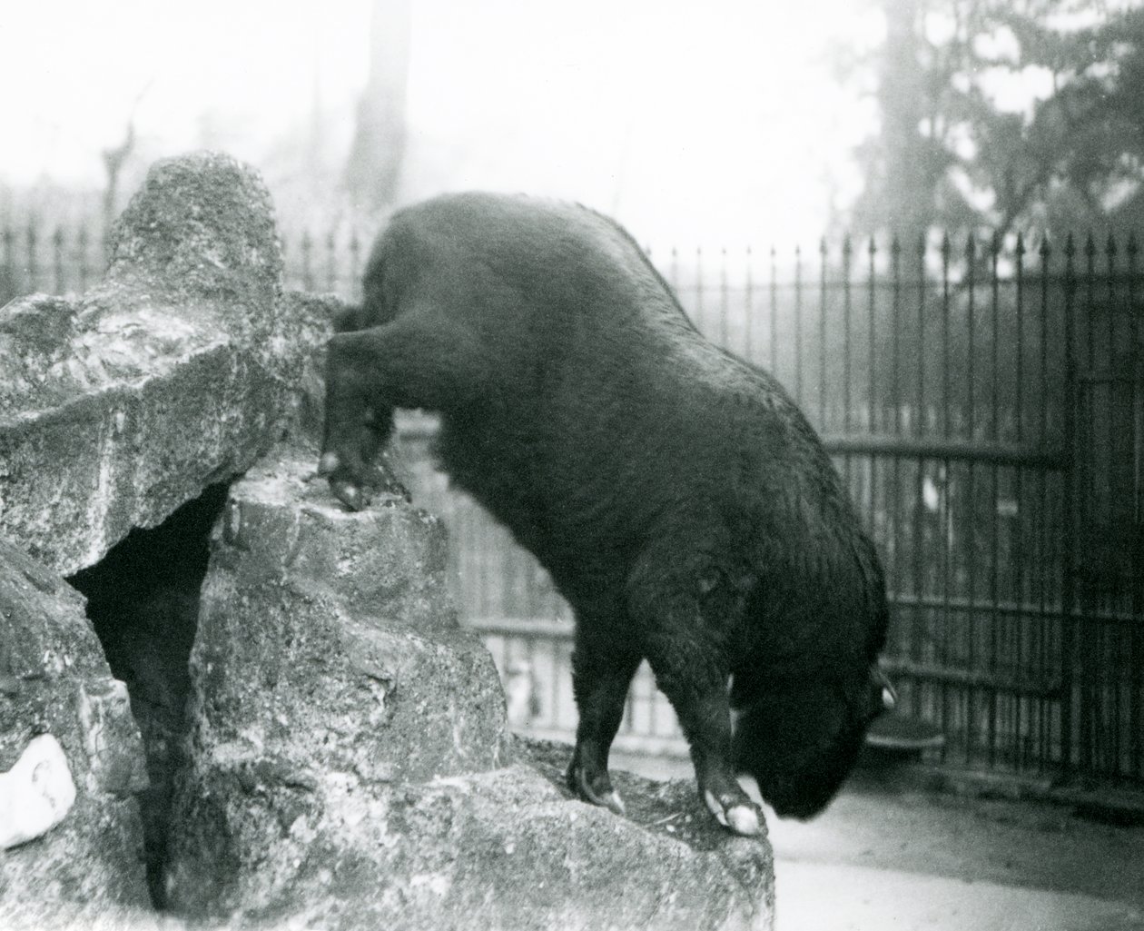 En Takin, også kjent som en storfegems eller Gnu-geit, klatrer ned fra steiner, London Zoo av Frederick William Bond