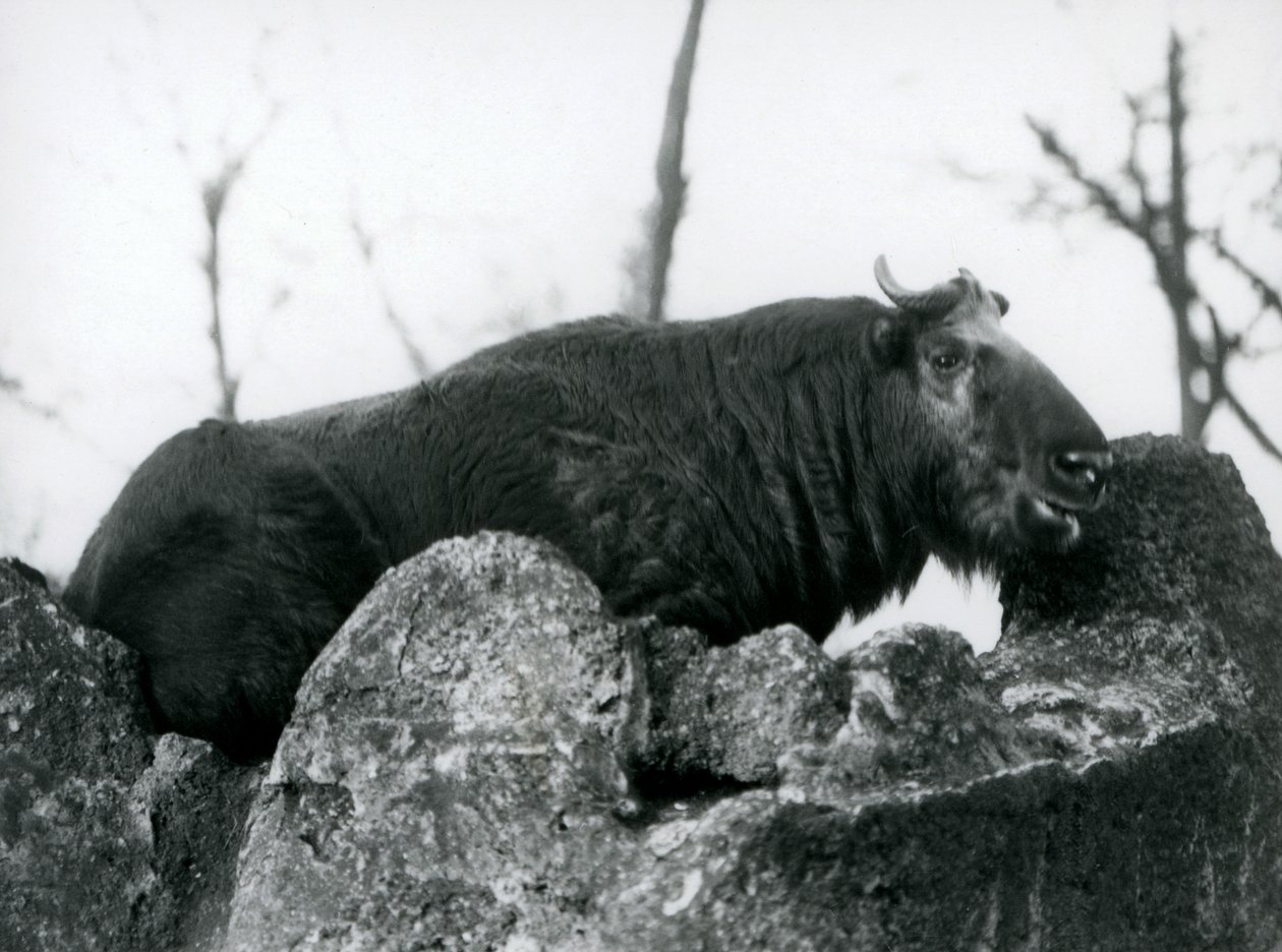 En Takin, også kjent som en storfegems eller Gnu-geit, hviler på en stein, London Zoo, 1925 av Frederick William Bond