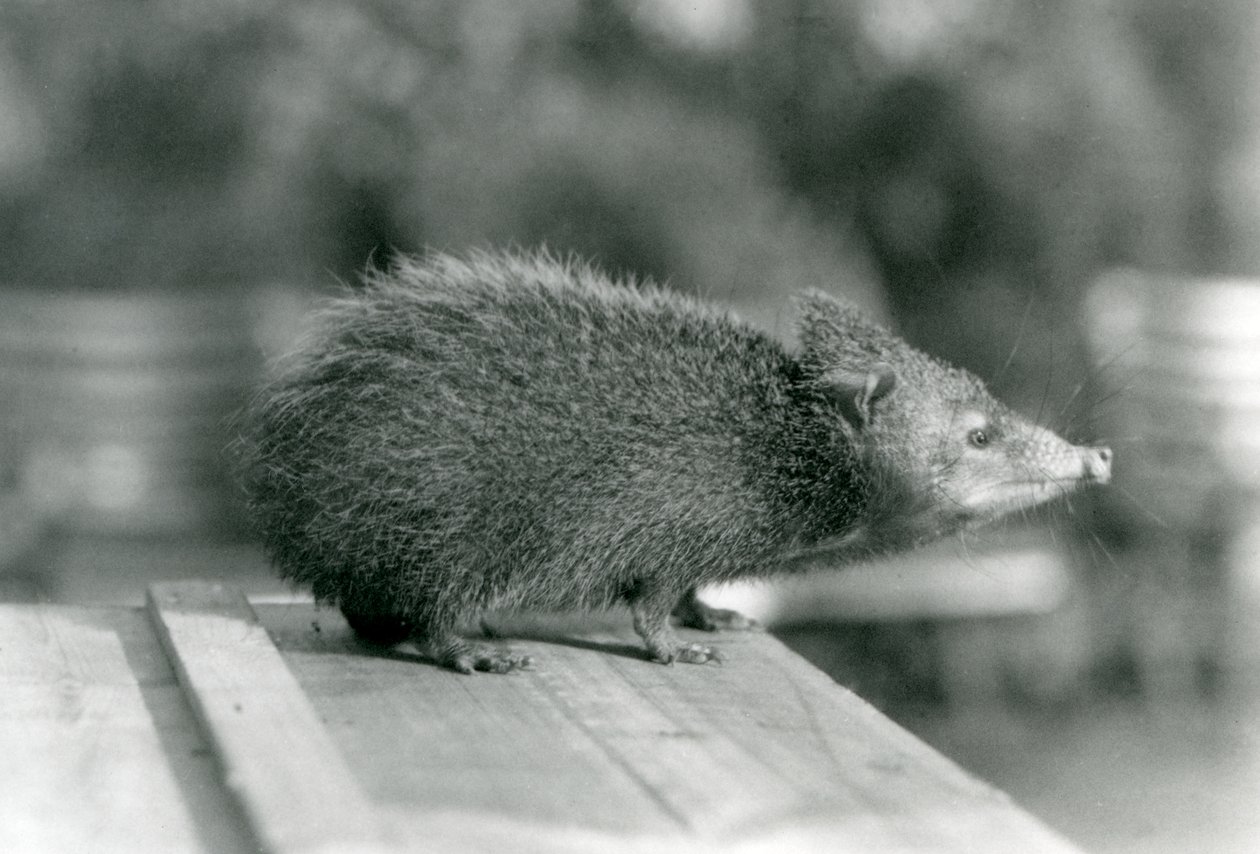 En Tenrec i London Zoo i 1929 (s/hvitt-bilde) av Frederick William Bond