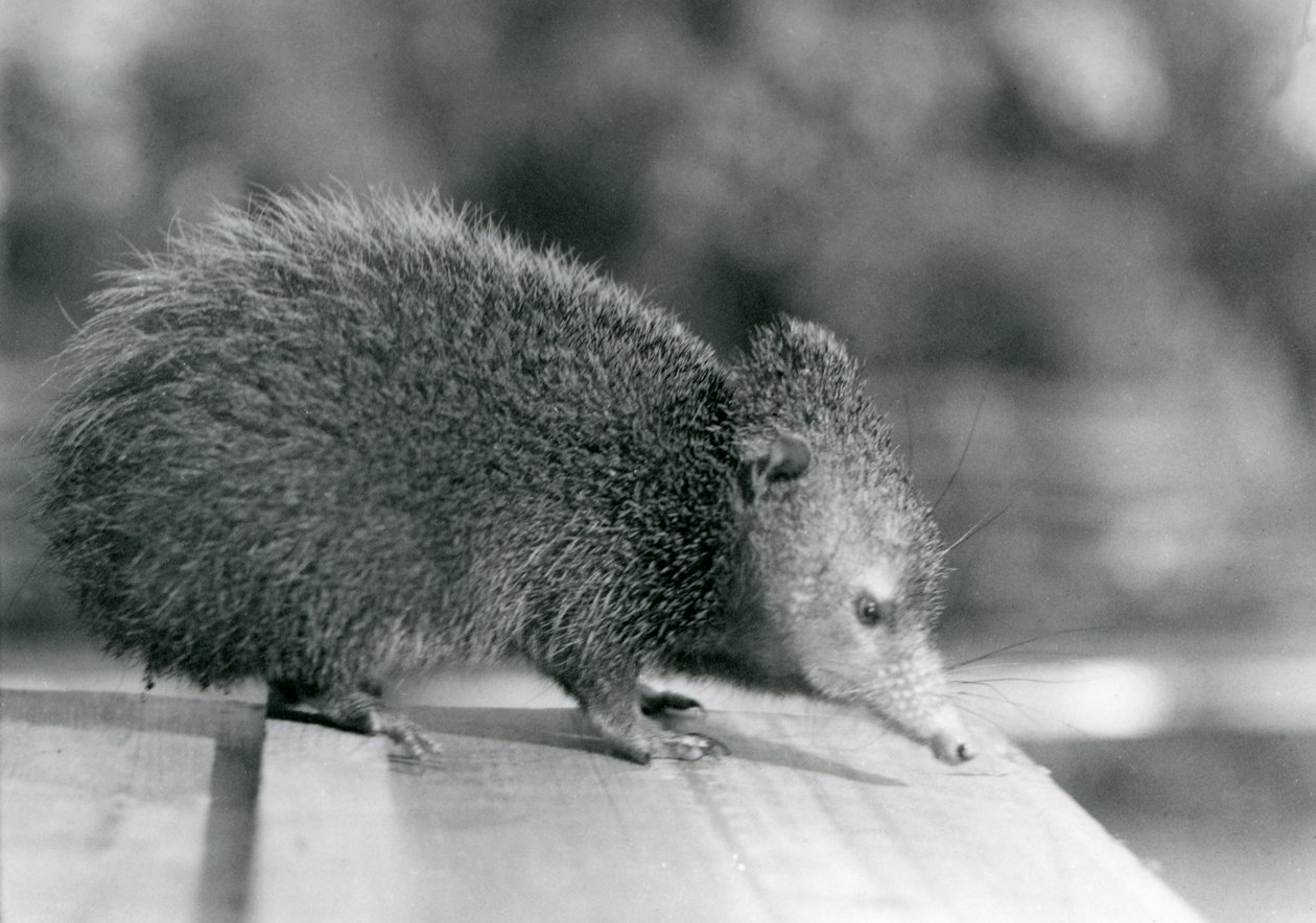 En Tenrec i London Zoo i 1929 (s/hvitt-bilde) av Frederick William Bond