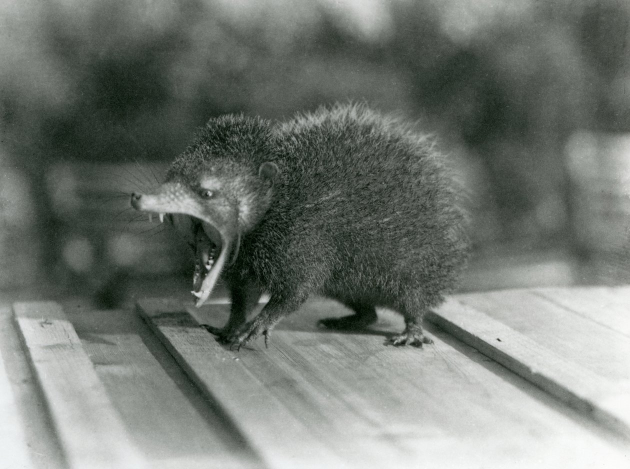 En Tenrec med åpen munn, som viser sitt brede gap og skarpe tenner, London Zoo av Frederick William Bond