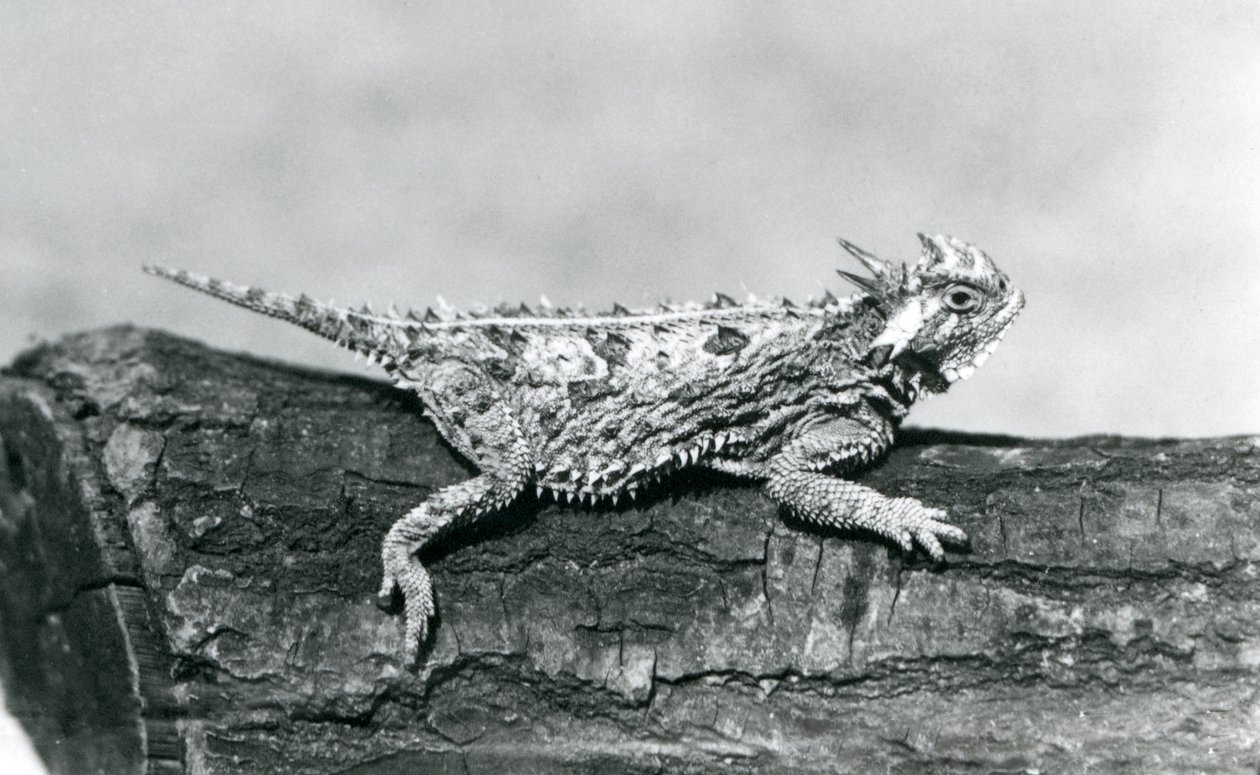 En Texas Horned Lizard / Horntoad / Hornpad / Hornpadde hviler på en tømmerstokk i London Zoo i august 1928 (s/hv-bilde) av Frederick William Bond