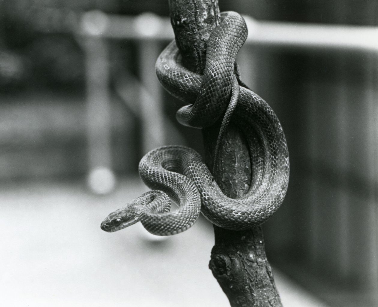 En Texas Rat Snake kveilet rundt en nesten vertikal gren ved London Zoo i august 1928 (s/hv-bilde) av Frederick William Bond