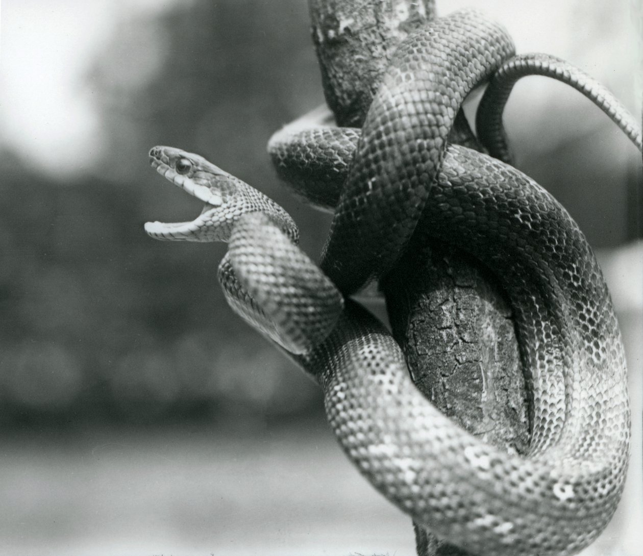 En Texas Rat Snake gaper, mens den er kveilet rundt en nesten vertikal gren, London Zoo, august 1928 (s/hv-bilde) av Frederick William Bond