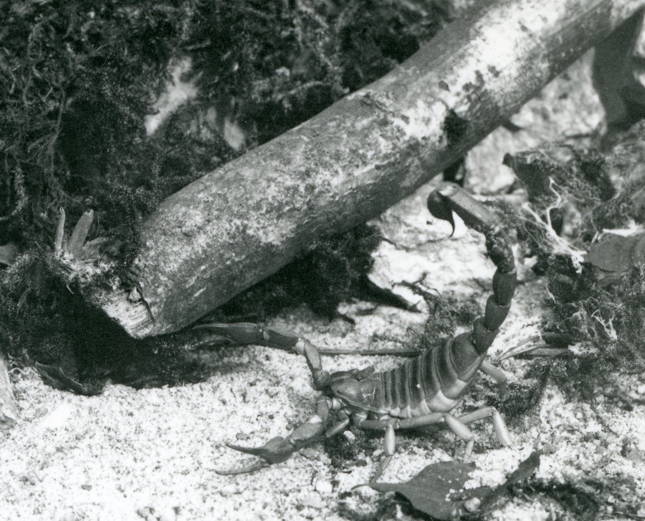 En Texas Scorpion i London Zoo i 1928 (s/hv-bilde) av Frederick William Bond