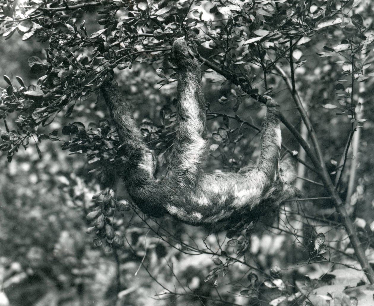 En tretået dovendyr som henger fra en løvgren i London Zoo. august 1920. av Frederick William Bond