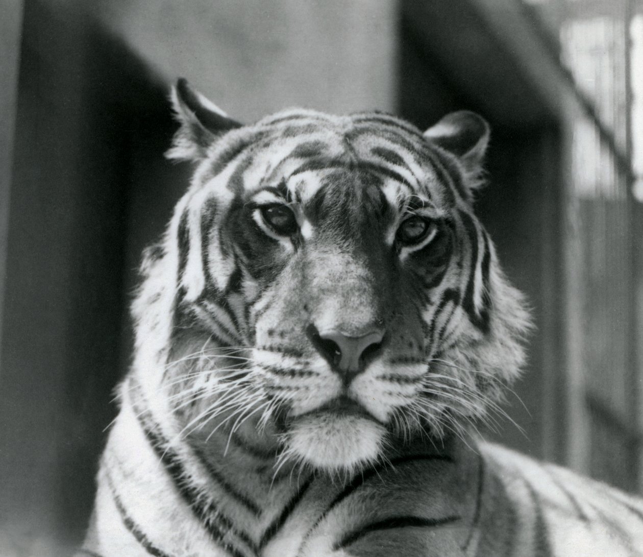 En tiger i London Zoo i juli 1924 av Frederick William Bond