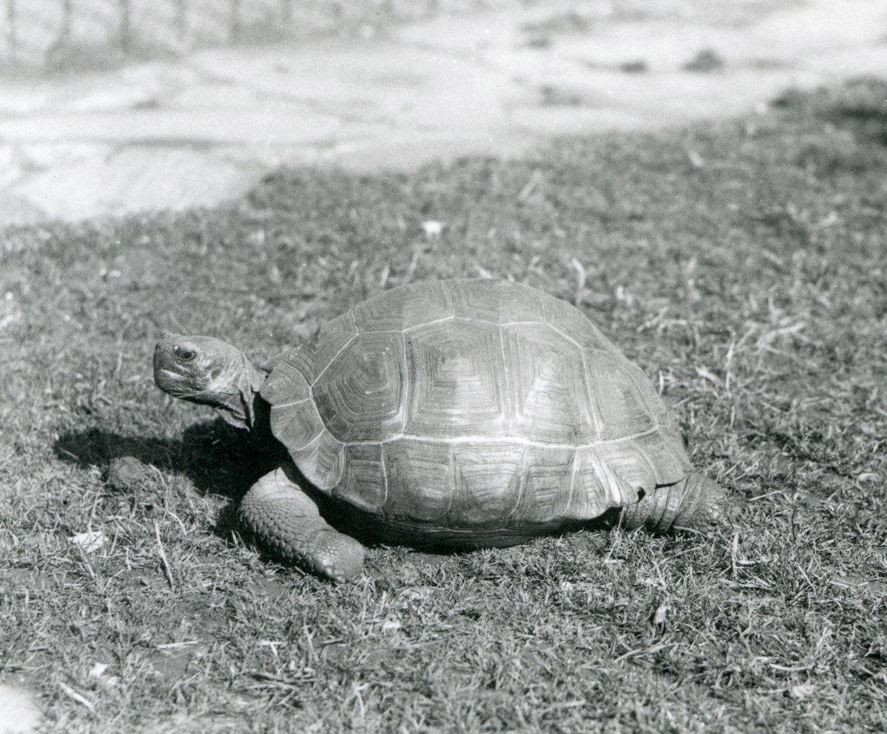 En skilpadde som står på gress i London Zoo i 1926 (s/hv-bilde) av Frederick William Bond