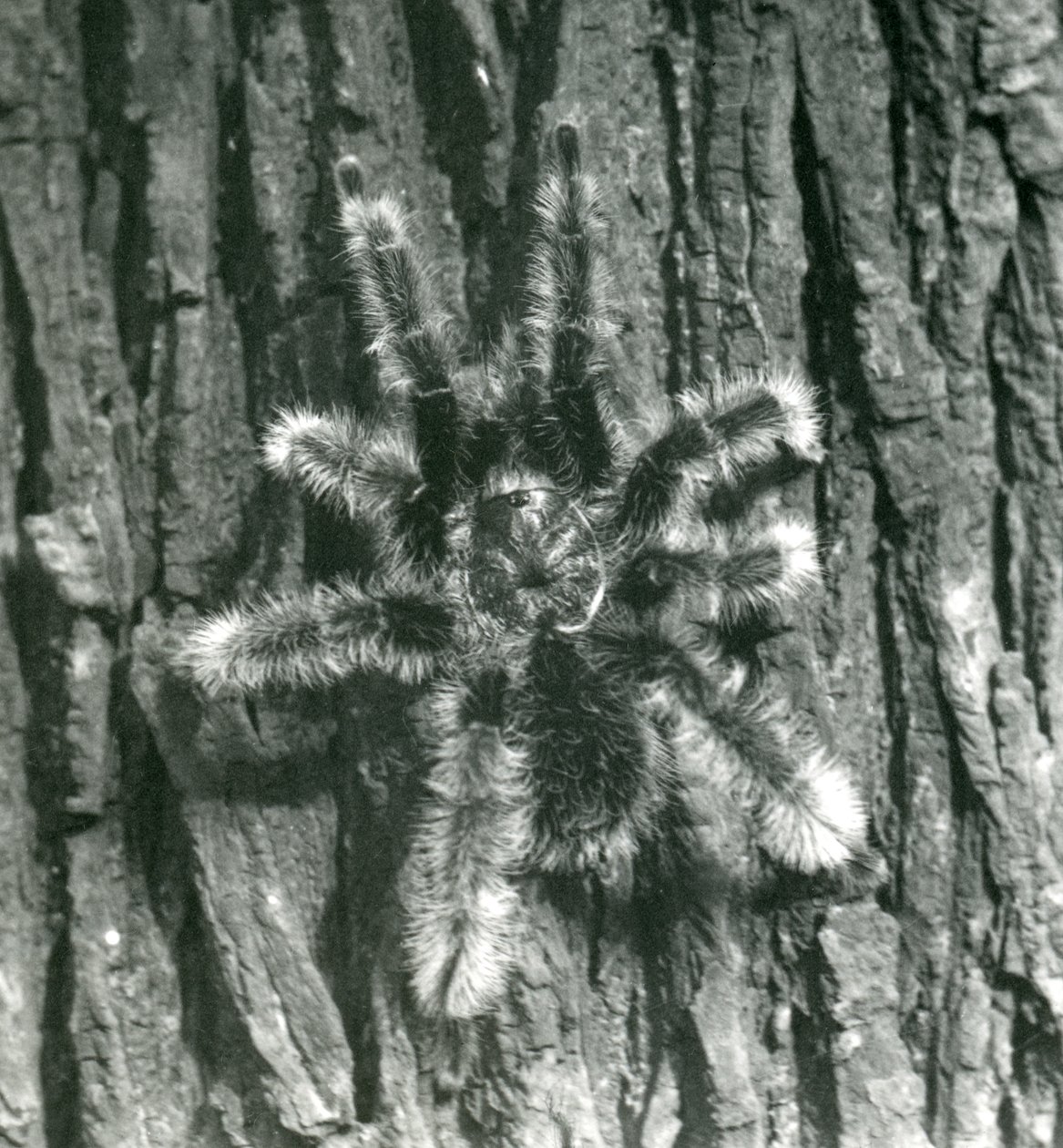 En Trinidad Chevron Tarantula på barken av en trestamme, London Zoo, oktober 1926 av Frederick William Bond