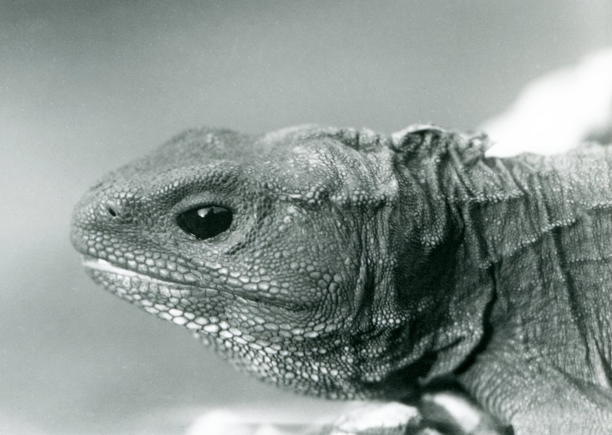 En Tuatara i London Zoo i 1928 (s/hvitt-bilde) av Frederick William Bond