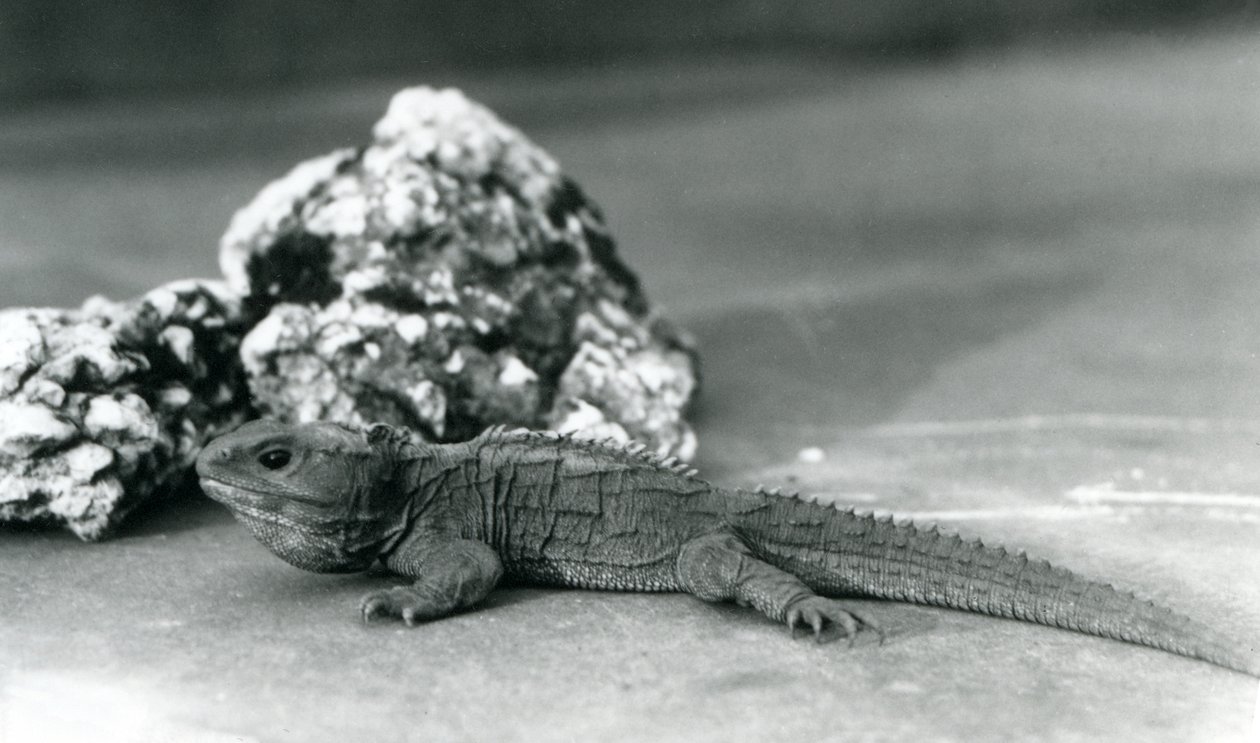 En Tuatara, liggende foran en stein, i London Zoo i 1928 (s/hv-bilde) av Frederick William Bond