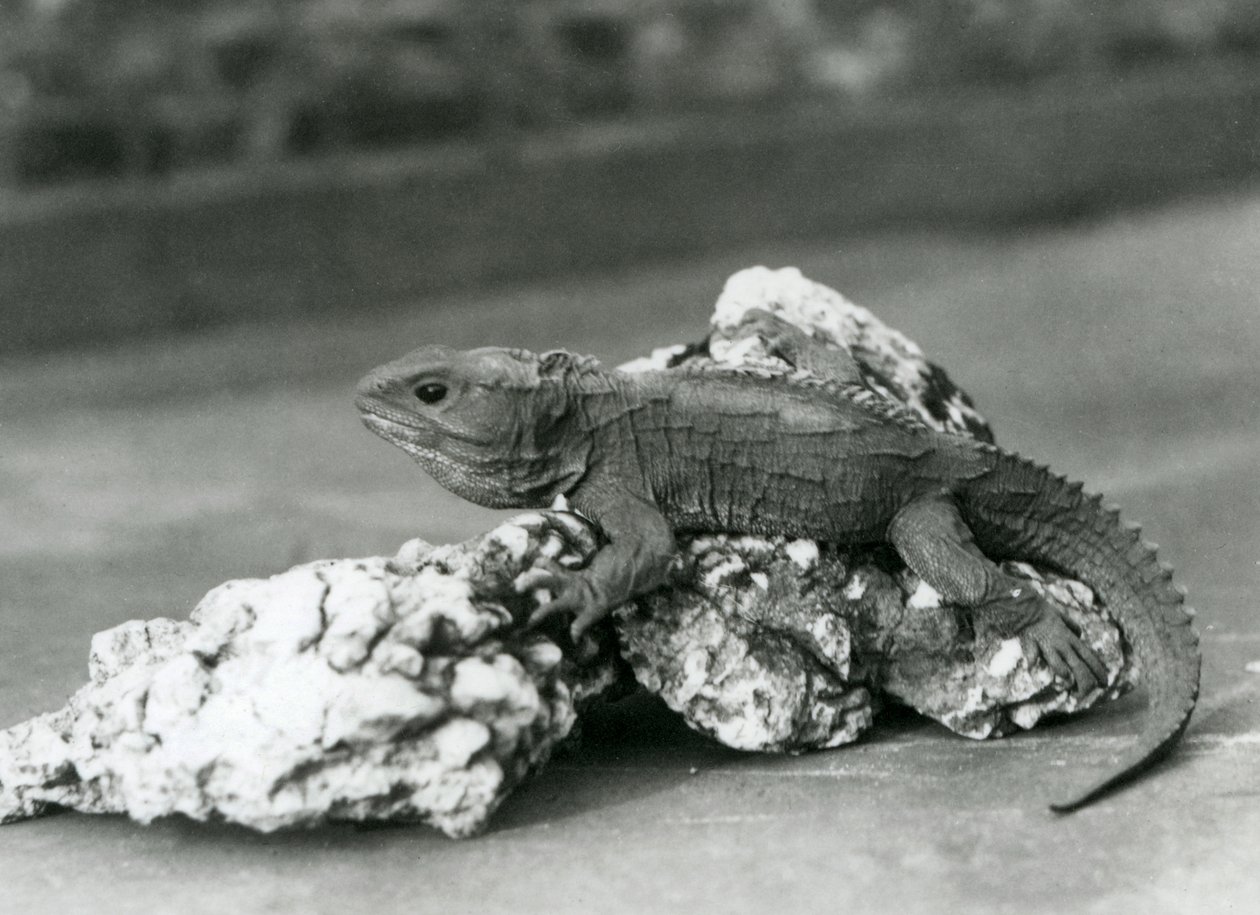 En Tuatara, liggende på en stein, i London Zoo i 1929 (s/hv-bilde) av Frederick William Bond