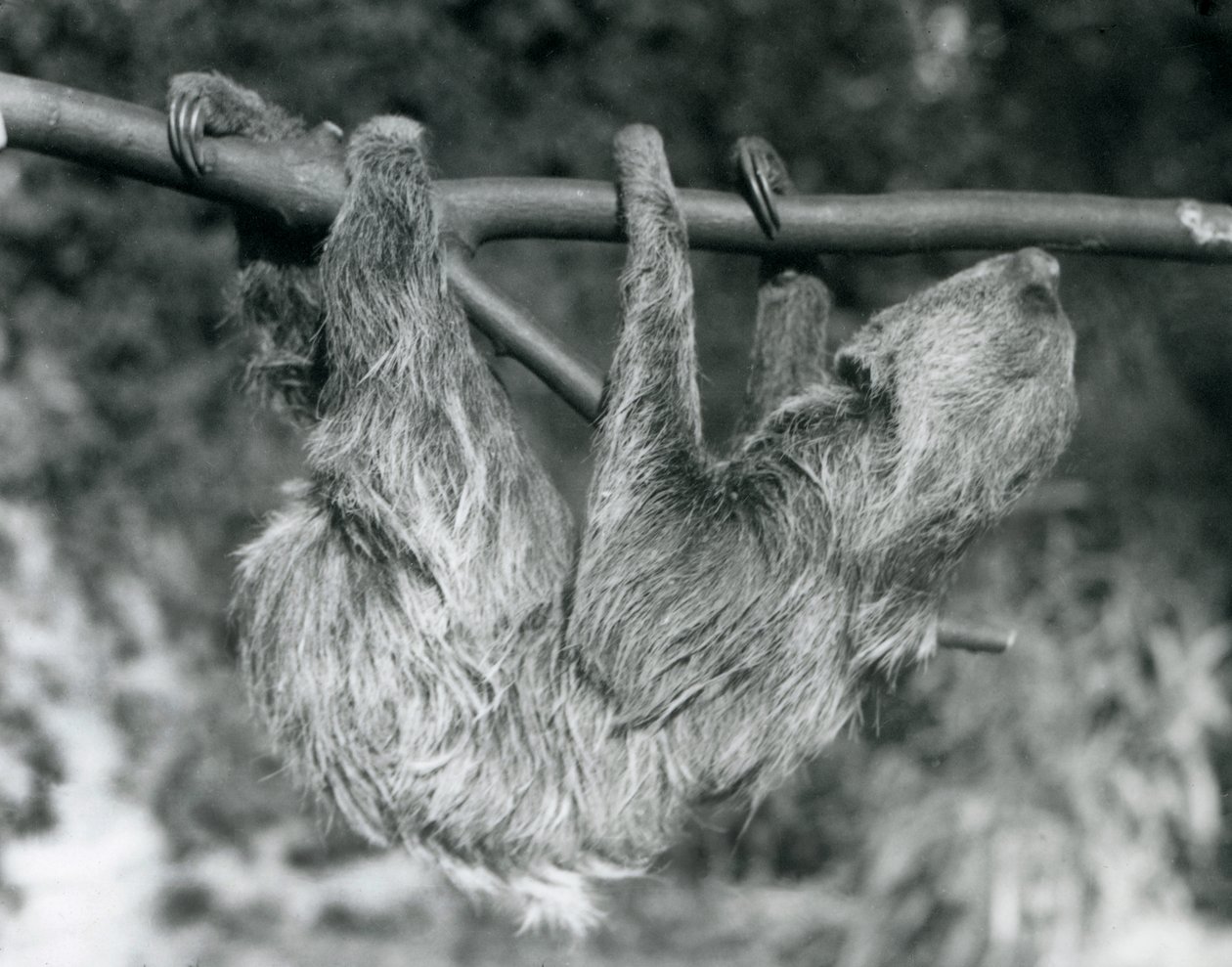 En to-tået dovendyr som henger fra en avkuttet gren, London Zoo, 1927 av Frederick William Bond