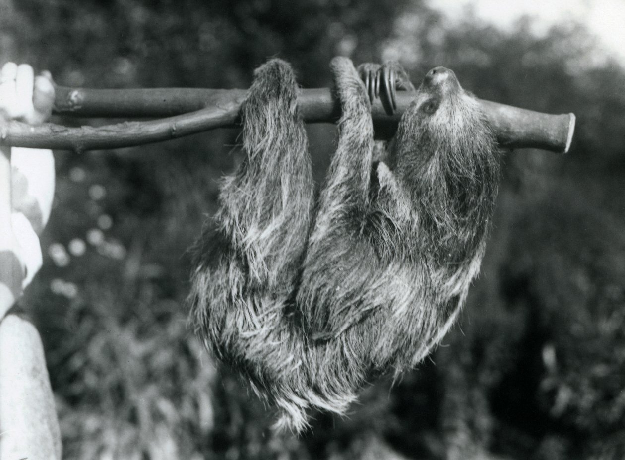 En to-tået dovendyr som henger fra en kuttet gren, som holdes av en keeper, London Zoo, 1925 av Frederick William Bond