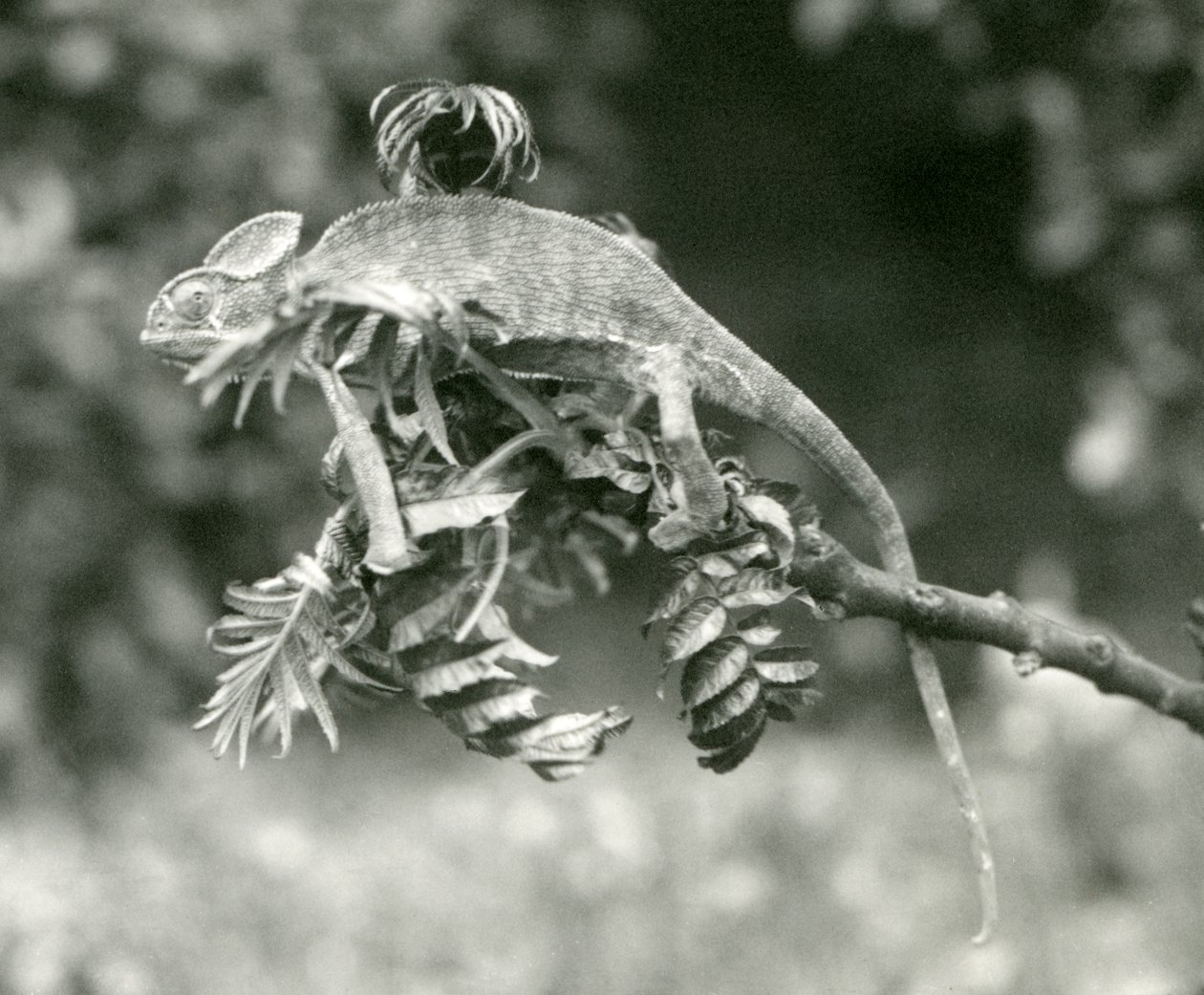 En sløret eller jemensk kameleon i enden av en løvgren i London Zoo, juni 1924 av Frederick William Bond